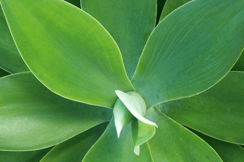 Agave attenuate plant maturing and growing.