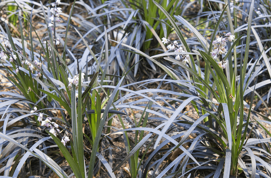 Black mondo grass plants together with flowers.