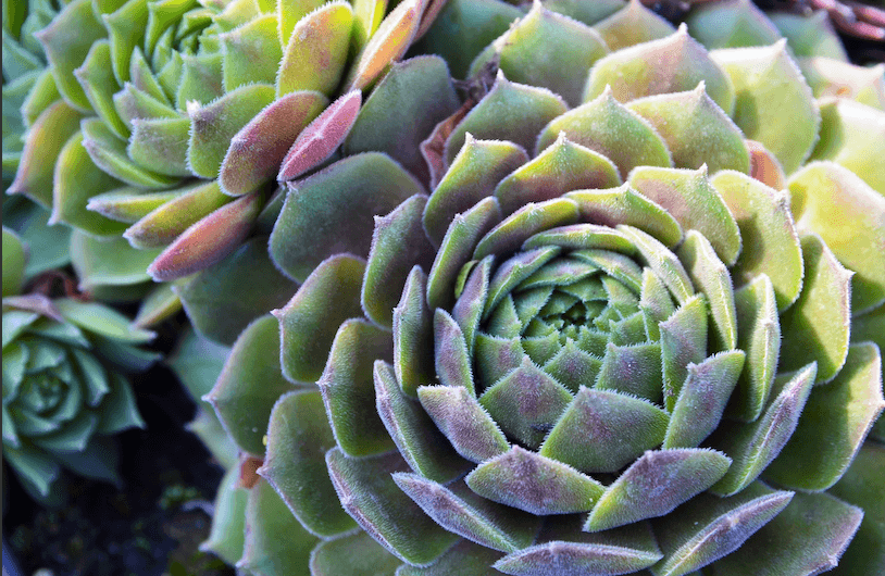 Echeveria elegans is a tropical plant perfect for around pool areas.