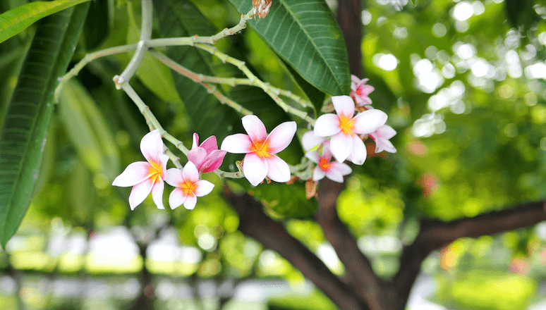 A beautiful flowering frangipani tree in the sun