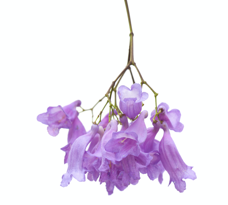 Top 10+ Plants for around the pool 4 The Top 7 Plants to Elevate Your Poolside Atmosphere