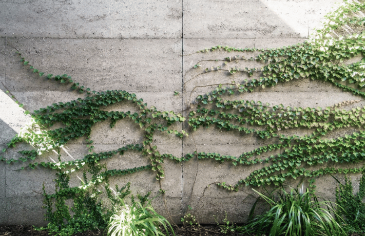Crawling plants up a concrete wall.
